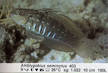 Amblygobius seminctus